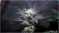 FLO+45 Bisous THC.JPG