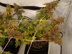 Kandy Kush 12/12 Semaine 11