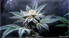 FLO+63 Bisous THC .JPG