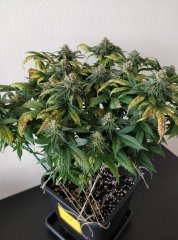 [Màj 8] [C+56, S+12 et F+49] - SXL (2).jpg
