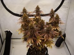 Black Bomb 12/12 +85