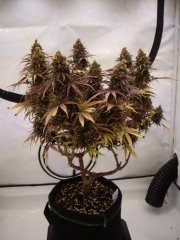Black Bomb 12/12 +85