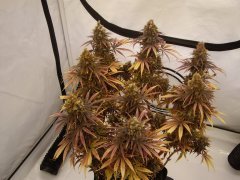 Black Bomb 12/12 +85