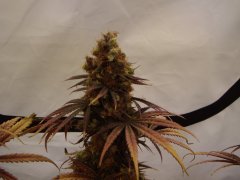 Black Bomb 12/12 +85