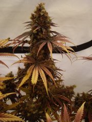 Black Bomb 12/12 +85