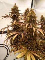 Black Bomb 12/12 +85