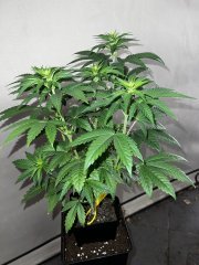 IMG_1476.JPG