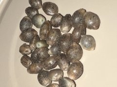 IMG_1772.JPG