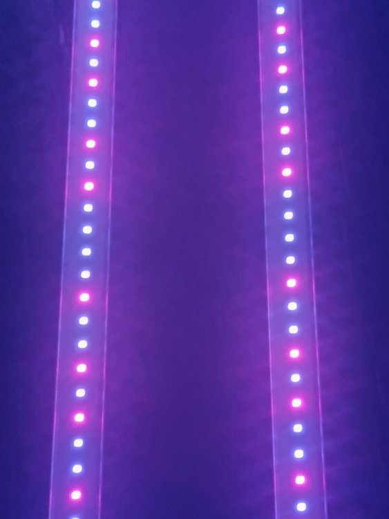 1036847986_Iruv1.thumb.jpg.597a941402d73bdc94a5c18e75a473c6.jpg