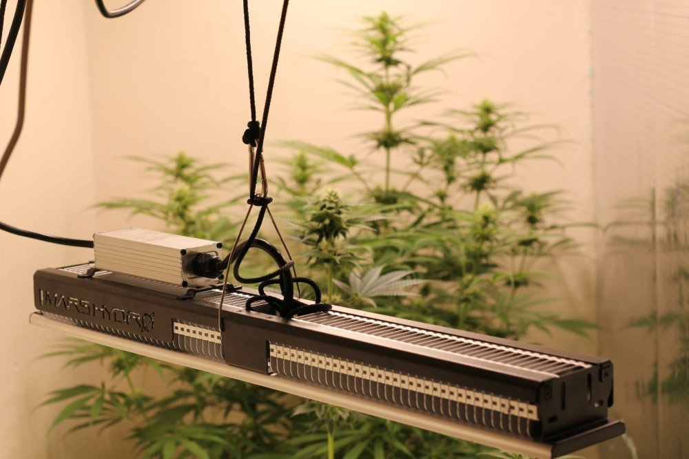 SP150-gd@Theia-Mars Hydro SP150-AMS Pineapple Express.jpg