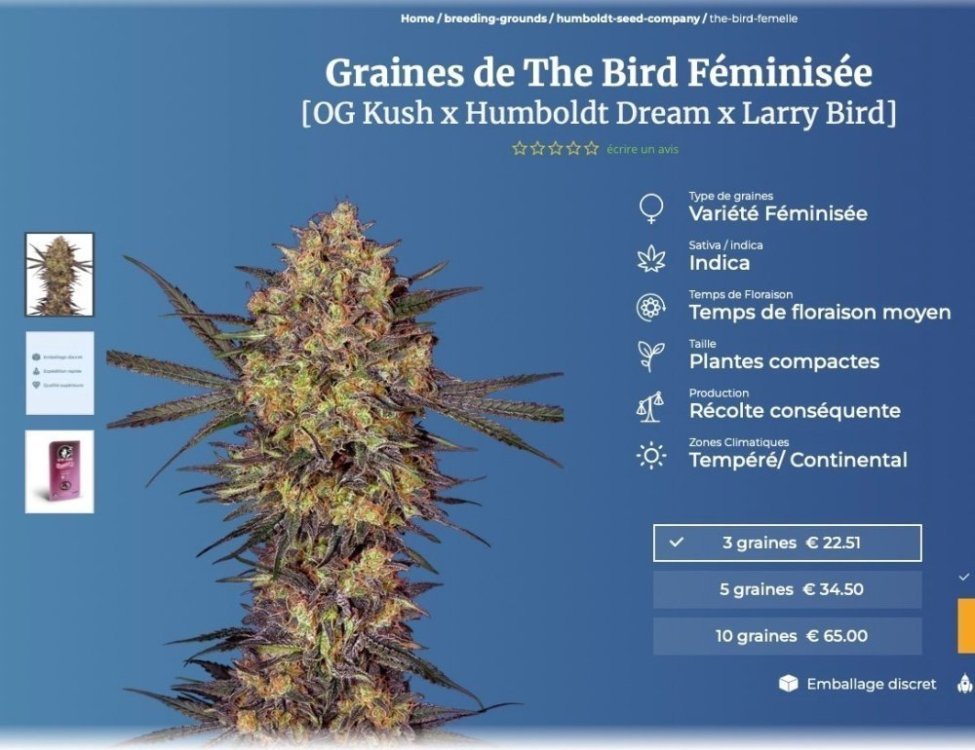 752866848_Homebreeding-groundshumboldt-seed-companythe-bird-femel.thumb.jpg.04076845a6d755eca1e6255feb0f2531.jpg
