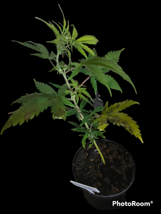 PhotoRoom-20230417_164432.png