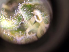 zoom trichome white gold f68 10.jpg