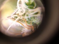 zoom trichome white gold f68 1.jpg