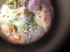 zoom trichome white gold f68 3.jpg