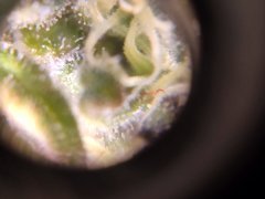 zoom trichome white gold f68 9.jpg