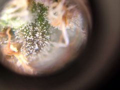 zoom trichome white gold f68 4.jpg