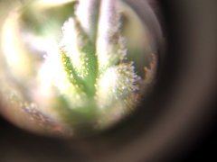 zoom trichome white gold f68 5.jpg