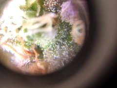 zoom trichome white gold f68 2.jpg