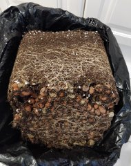 [Màj 8] [C+56, S+12 et F+54] - SXL (système racinaire).jpg