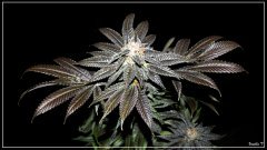 FLO+77 Vanilla T bud.JPG