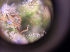 zoom trichome white gold f68 6.jpg