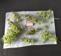 [Màj 9] [C+56, S+12 et F+66] - PK pré-cut (1).jpg