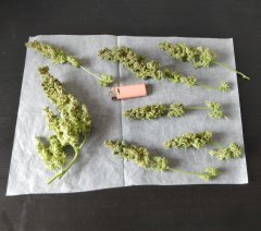 [Màj 9] [C+56, S+12 et F+66] - PK pré-cut (2).jpg