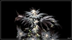 FLO+77 Street T bud.JPG