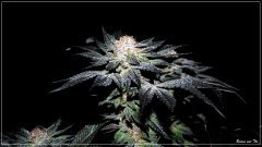 FLO+77 Bisous THC bud.JPG