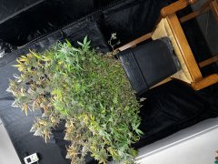 IMG_2185.JPG