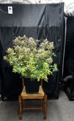 IMG_2200.JPG