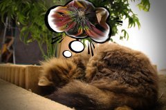 Songes d'une chatte!!