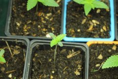 ny diesel de vision seeds en remplacement a 4 jours de cro