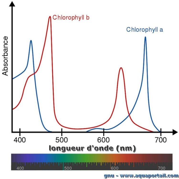 spectre-d-action-chlorophylle.thumb.jpg.637f8e1758cf25491b9d9c8714017a6e.jpg
