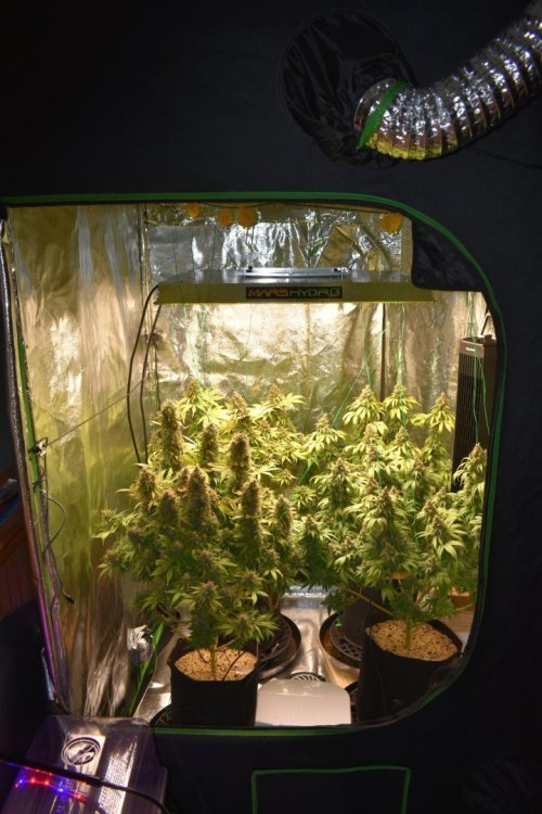TS3000-red@jokogrow-Week 9 flower.Chop week.  4x4 tent.3 gallon pots.  Inline intake fan controlled with inkbird.  First time grower.  right South african kwazulu,leftJägg Kush_副本.jpg