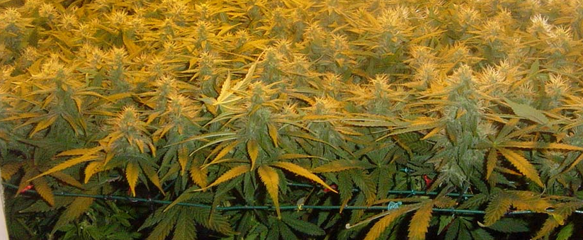 1135571384_ScrOG1.png.790c372e6dfebd8605ddcc1f1474ac7d.png