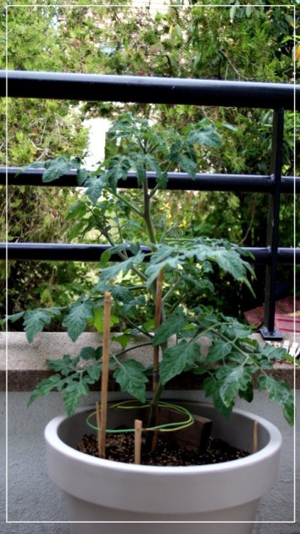 1464389500_tomate1.thumb.JPG.5cae8581393e9f954a9cf666942f4a34.JPG