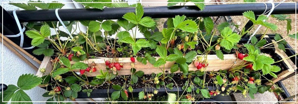 2017212239_Fraise2.thumb.jpg.fa41a712fddcdbb0e110f38c91397032.jpg