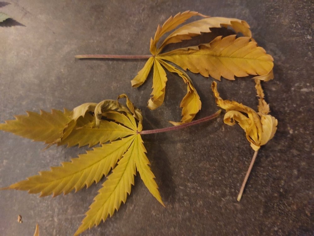 20230519_212706.jpg