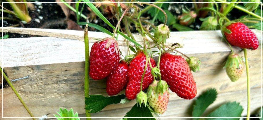 995295793_Fraise1.thumb.jpg.dd1598ca3024c6c1b91f974910ded5f6.jpg