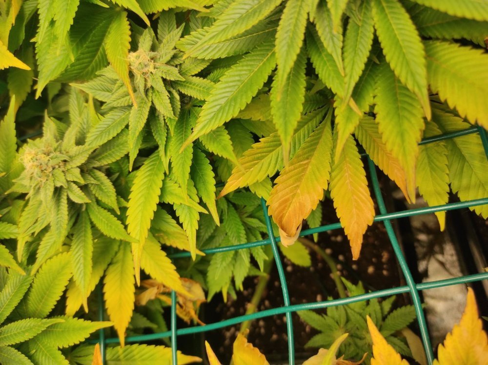 IMG_20230505_021755.jpg