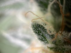 IMG_8297.jpeg
