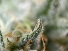 IMG_8298.jpeg