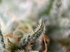 IMG_8299.jpeg