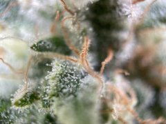 IMG_8309.jpeg