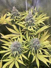 IMG_8315.jpeg