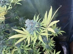 IMG_8318.jpeg