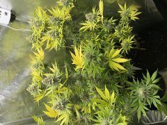 IMG_8319.jpeg