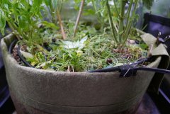 coupe des engrais verts